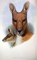 Antilopine kangaroo - Wikipedia, the free encyclopedia