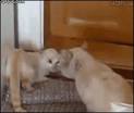 Dating Advice from Cats - iVillage