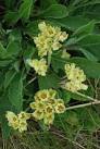 I have shown these pictures to a tutor in wild flower identification and was - via Daymix