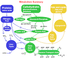 <b>Carbohydrate Metabolism</b>