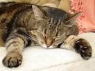 Leash Connection Blog Cats sleeping champions