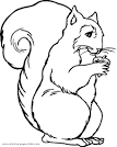 Squirrel coloring page
