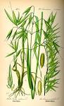 File:Illustration <b>Avena</b>
