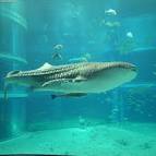 Whale Shark Rhincodon typus (Smith, 1828) Regnum:Animalia Phylum|:Chordata - via Daymix