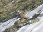 File:Himalayan Snowcock.jpg - Wikipedia, the free encyclopedia