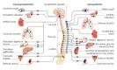 Physiology Pictures, Physiology Image, others Photo Gallery