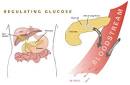  Glucose - Diabetes Wiki - Personal stories, information, and ... 