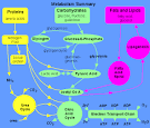 of <b>Carbohydrate Metabolism</b>