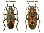 Box Elder Bug Pest Control MN | Greenpestcontrolmn's Blog