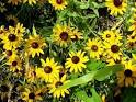 black-eyed susan