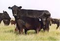 http://www.willowcreekranch.us/images/Getting_into_Angus1.jpg