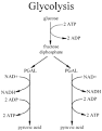 The Guide: Glycolysis