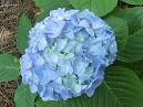 Pete's Hydrangeas - A place for Hydrangea enthusiasts