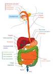 File:Digestive system diagram - via Daymix
