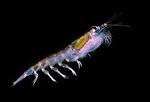 File:Antarctic krill (Euphausia superba).jpg - Wikipedia, the free ...