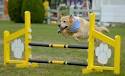 Dog Agility Training | Agility Training For Dogs | Tunnels Weave ...