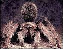 Introduction to the Arthropoda