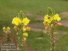 <b>Oenothera biennis</b>