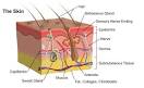 My Life as an Esthetician: The Five Layers of the Epidermis