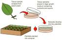 BBC - GCSE Bitesize: Cloning methods in plants