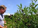 Natural Landscapes Nursery <i>Aronia sp.</