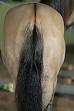 Horsehair - Wikipedia, the free encyclopedia