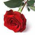 شاخه گل رز 