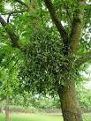 Mistletoe (Viscum Album) - via Daymix