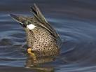 Dabbling Ducks | Flyways.