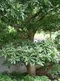 Myrica rubra - Wikipedia, the free encyclopedia