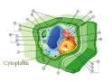 Difference Between Nucleoplasm and Cytoplasm | Difference Between ...