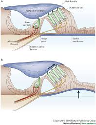 Cấu tạo tai - Phần 4: Chúng ta nghe như thế nào? Images?q=tbn:ANd9GcRgCENwCZJSK5_Fmmy6y1UFJigxOp5Qm9-mAmxQNWvDbpcv3sNe