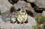 viscacha pronunciation