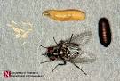 Diptera