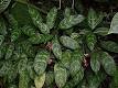 Aglaonema - Wikipedia, the free encyclopedia