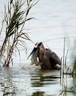 File:Heron-Bass-Fishing-01.jpg - Wikipedia, the free encyclopedia