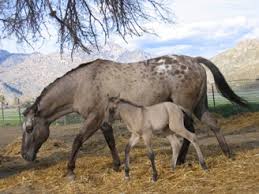 Grulla mares kick but *Please join* (Mares wanted to form a mare herd, please have a grulla horse, no stallions a lowed till later on in another herd topic.) Images?q=tbn:ANd9GcRgi2NV3QdNKV3O-C1cdGbM82s9xQLnY1-KDtn473w4RuSyMXor_g