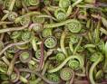 What's Fresh - Fiddlehead