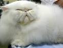 Persian cat health problems