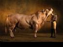 http://www.hemmy.net/images/animals/supercow01.jpg