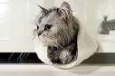 How To Give a Cat a Bath - Vetstreet