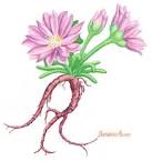 <b>Portulacaceae</b> in Flora of