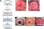 rabbit <b>corneal stroma</b>.