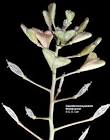 Flowering Plant Families, UH Botany