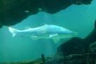 Nicknamed 'Tinkerbell' - via Daymix