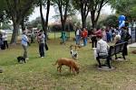 Rally Saint Louis Idea: Dog Park @ Forest Park