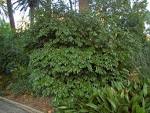File:<b>Menispermaceae</b> - Cocculus