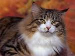 Desktop backgrounds // Animal Life // Kitten | Cat | Big cat ...