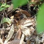 Asian giant hornet Vespa - via Daymix