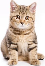 Gato dom&eacute;stico (Felis catus) - Brasil Escola